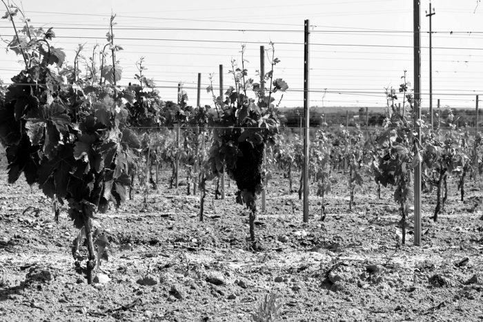 Vigna in germoglio con nido di api di miele — archivio reale, bianco e nero